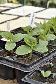 Nos Astuces Pour Faire Des Semis Et Les Reussir A Coup Sur Jardinage Potager Astuce Jardin Detente Jardin