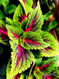 Image result for Coleus maculosus