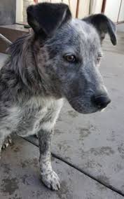Black And White Blue Heeler Mix Animal Id 37811998 Species Dog Breed American Blue Heeler Mix Age 4 Months 4 Days Gender Male Size Medium Color Grey White Site Animals Dogs Heeler Mix
