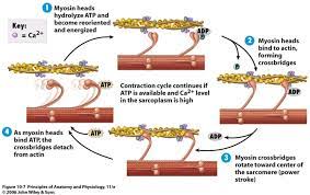 Action Potential Muscular System Human Anatomy And Physiology