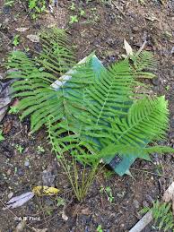 Image result for Amblovenatum