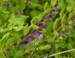 Image result for Scutellaria schweinfurthii