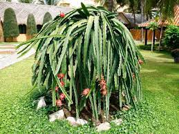 The dragon fruit is growing in popularity throughout the western world with. Gallery How Does Your Dragon Fruit Grow Serious Eats