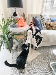 If she does, your efforts are successful. How To Get Cats To Stop Scratching Furniture Cuckoo4design