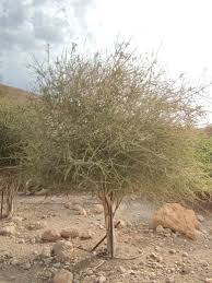 Image result for Maerua