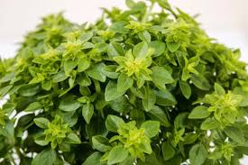 Image result for Ocimum minutiflorum