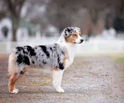 Toy australian shepherd, mini aussie, tea cup australian shepherd. Australian Shepherd Breeders Ohio