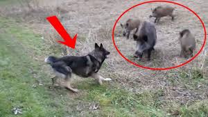 1 Anjing Lawan 4 Babi Hutan Sekaligus Adu Bagong Kabar Duniaku Dogs Youtube Animals