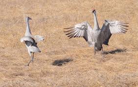 Check spelling or type a new query. Nature S Dancers A Look At Sandhill Cranes At Local Wildlife Preserves East Idaho News