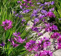 Image result for Babiana