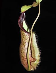 Image result for Nesaea spathulata