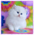 Silver Doll Face Persian kittens for sale in Missouri ...