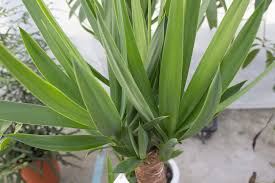 ユッカ エレファンティペスの育て方 植物ノート