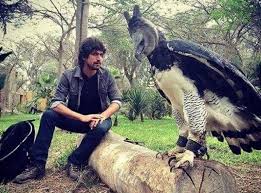 Selain itu, ia pun memiliki usia yang cukup lama bahkan melebihi umur manusia yaitu sekitar 100 tahun ke atas. Penampakan Elang Raksasa Sempat Dikira Manusia Pakai Kostum Okezone Lifestyle