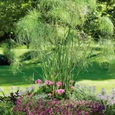 Image result for Cyperus haspan