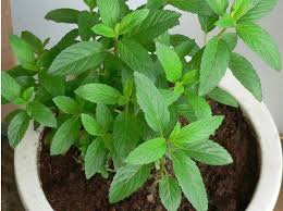 янтарная кислота для комнатных растений в таблетках как применять Pin By Marija Rupar On Garden Plants Peppermint Plants Herbs