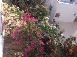 Picture Of Our Beautiful Bougainvillea From Above Constant Flowers All Summer Long Bougainvillea Beautiful Bodrum