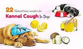 Image Result For Natural Remedies For Kennel Cough Dog Coughing Dog Cough Remedies Home Remedy For Cough