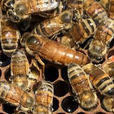 The f1 buckfast queens are open mated and are bred using uk based genetics so they are able to thrive in they are hand grafted from some of the best performing uk based colonies, selected from over 5000 colonies. Bee Nucs For Sale Spring 2021 Ames Farm Single Source Honey