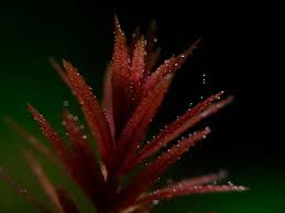 Image result for Limnophila ceratophylloides