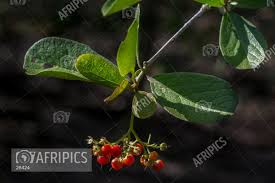 Image result for Ehretia rigida