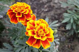 Different types of marigold flowers with their pictures. 4 Types Of Marigolds Plus How To Grow And Benefits Marigolds Guide Home Stratosphere