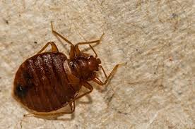 We can take care of any problems or pests big or small. Old School Pest Control