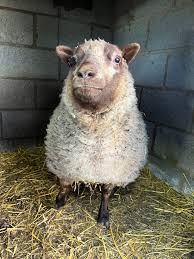 Lovely little Padma says it's still very windy, she's going to stay inside  so that it doesn't ruin her hairdo. 🐑❤️