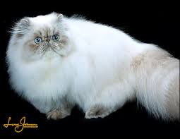 We did not find results for: Cfa Persian Breed Council Himalayan Division Winners 2019 2020
