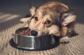 Perte D Appetit Chez Le Chien Qui Ne Mange Pas Comment Reagir