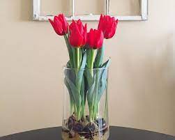 You should add some compost or dried manure to the soil. Regrow Bloomaker Tulip Bulbs