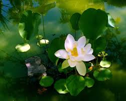 mindfulness in mental objects truths mindfulness lotus image mindfulness psychology