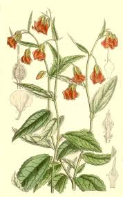 Image result for Hermannia parvula