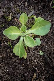 Unkraut Fruh Erkennen Der Kleine Horrorgarten Unkraut Pflanzen Garten