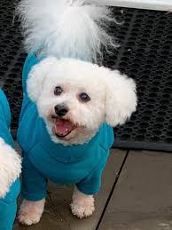 Cheering up grieving dog with new toys and snacks