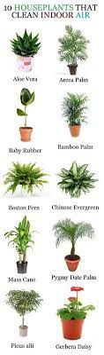 Types of house plant palms. 19 Best Indoor Palm Trees Ideas Indoor Palm Trees Plants Palm Trees