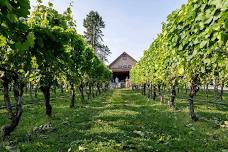 Vines & Finds at Newport Vineyards — Juicy Market PVD