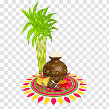 thai pongal makar sankranti bhogi wish food sugar transparent png thai pongal makar sankranti bhogi wish
