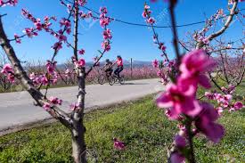 Summer pruning is performed in july, when sylleptic shoots are visible, to select scaffold branches on young trees and to redirect the growth of young scaffold branches. Veria Greece March 17 2019 Cycling On The Flowering Peach Stock Photo Picture And Royalty Free Image Image 120170761