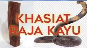 Untuk mendapatkan manfaat akar bajakah tunggal ini adalah dengan mengambil bagian akarnya saja. Manaffat Raja Kayu Kegunaan Raja Kayu Youtube