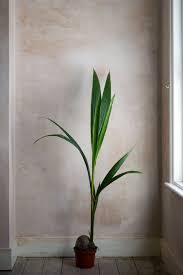 Slow Rituals A Mindful Approach To Houseplant Care Curate Display Nordic Interiors And Lifestyle Blog House Plant Care House Plants Plants