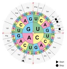 Round Amino Acid Codon Chart Www Bedowntowndaytona Com