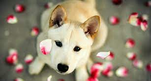 techka u sobak osobennosti skolko dlitsya kogda nachinaetsya