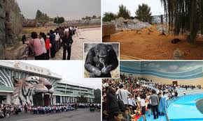 We did not find results for: Inside The Depressing North Korean Zoo Daily Mail Online