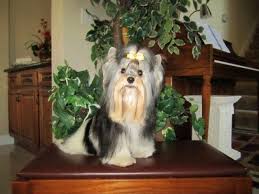 We have small, tiny yorkies for sale from traditional yorkie colors to the parti yorkie colors and blondes, chocolates, and goldens. Biewer Yorkshire Terrier Parti Yorkie Puppy For Sale In San Jose California Classified Americanlisted Com