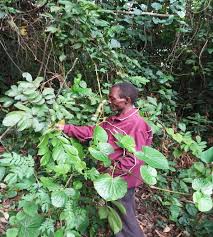 Image result for Solanecio cydoniifolius