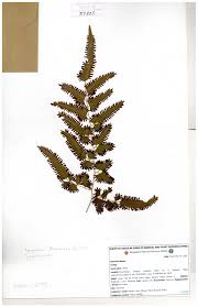 Image result for Lygodiaceae