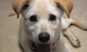 When you shop with them you will receive 15 the smallest things can help. 7 Perfect Puppies To Adopt Now In Atlanta