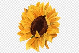 Vincent van gogh produced his first drawings while staying at his parents' home in etten, the netherlands, schooled chiefly by books on anatomy, perspective and artistic technique. Bunga Matahari Umum Keluarga Daisy Biji Bunga Matahari Bunga Potong Daun Bunga Matahari Fotografi Bunga Matahari Png Pngegg
