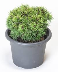 Picobello desidera anche che utilizziate il prodotto di ritocco giusto e in modo corretto. Berg Kiefer Picobello Pinus Mugo Picobello Gunstig Online Kaufen